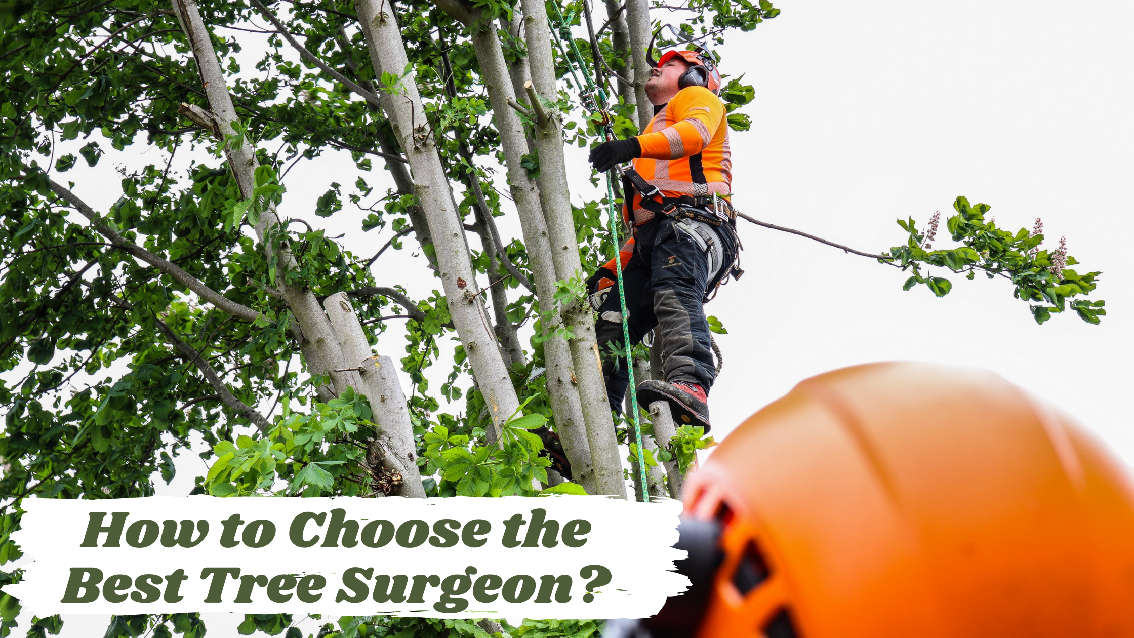 How to Choose the Best Tree Surgeon?
