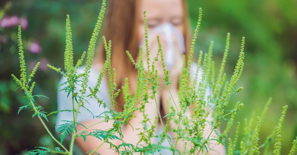 About Ragweed Sensitivities: Manifestations, Causes, Safeguard, Treatment, and Medicine