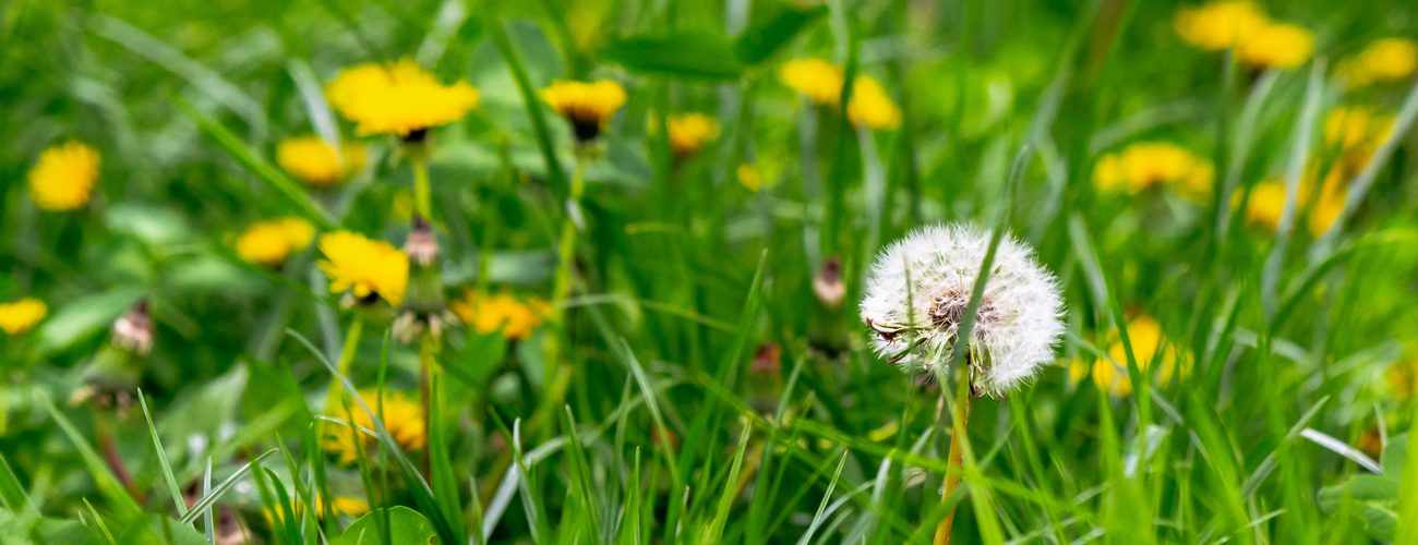 Uncovering the Causes of Weeds in Your Lawn